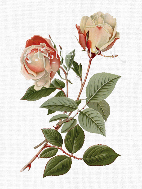 600x800 Drawings Of Roses
