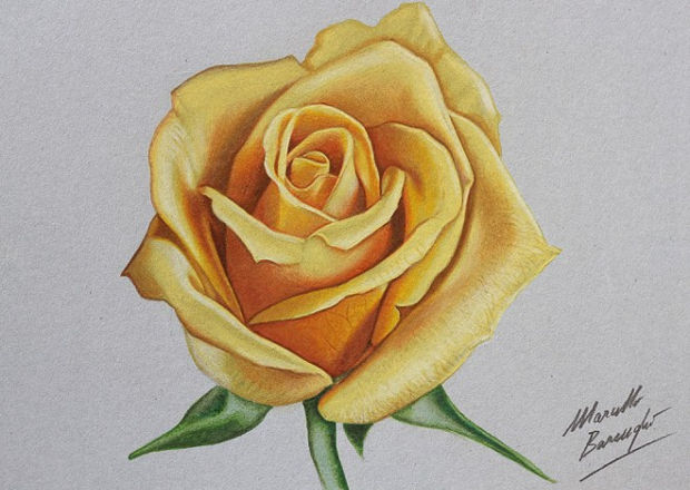 620x440 Rose Drawings , Art Ideas Design Trends