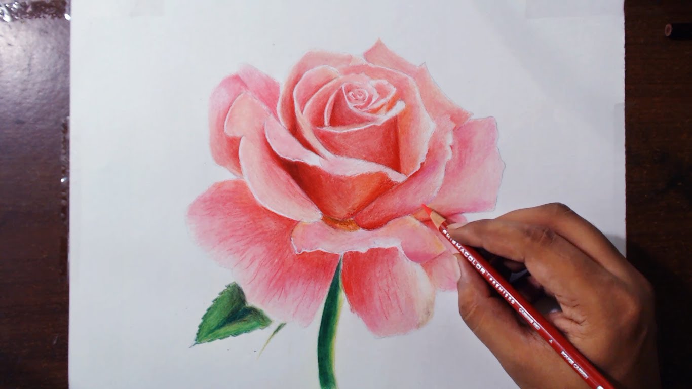 1366x768 Drawing A Rose