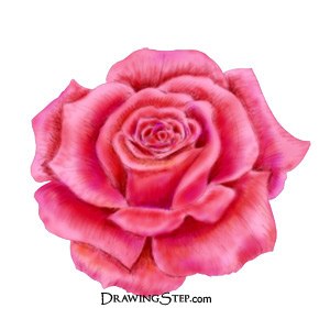300x300 How To Draw A Rose Step By Step