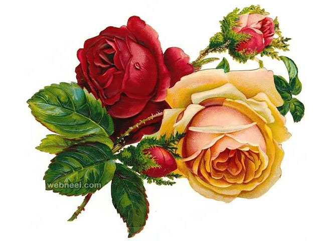 660x492 Rose Flower Drawing 3