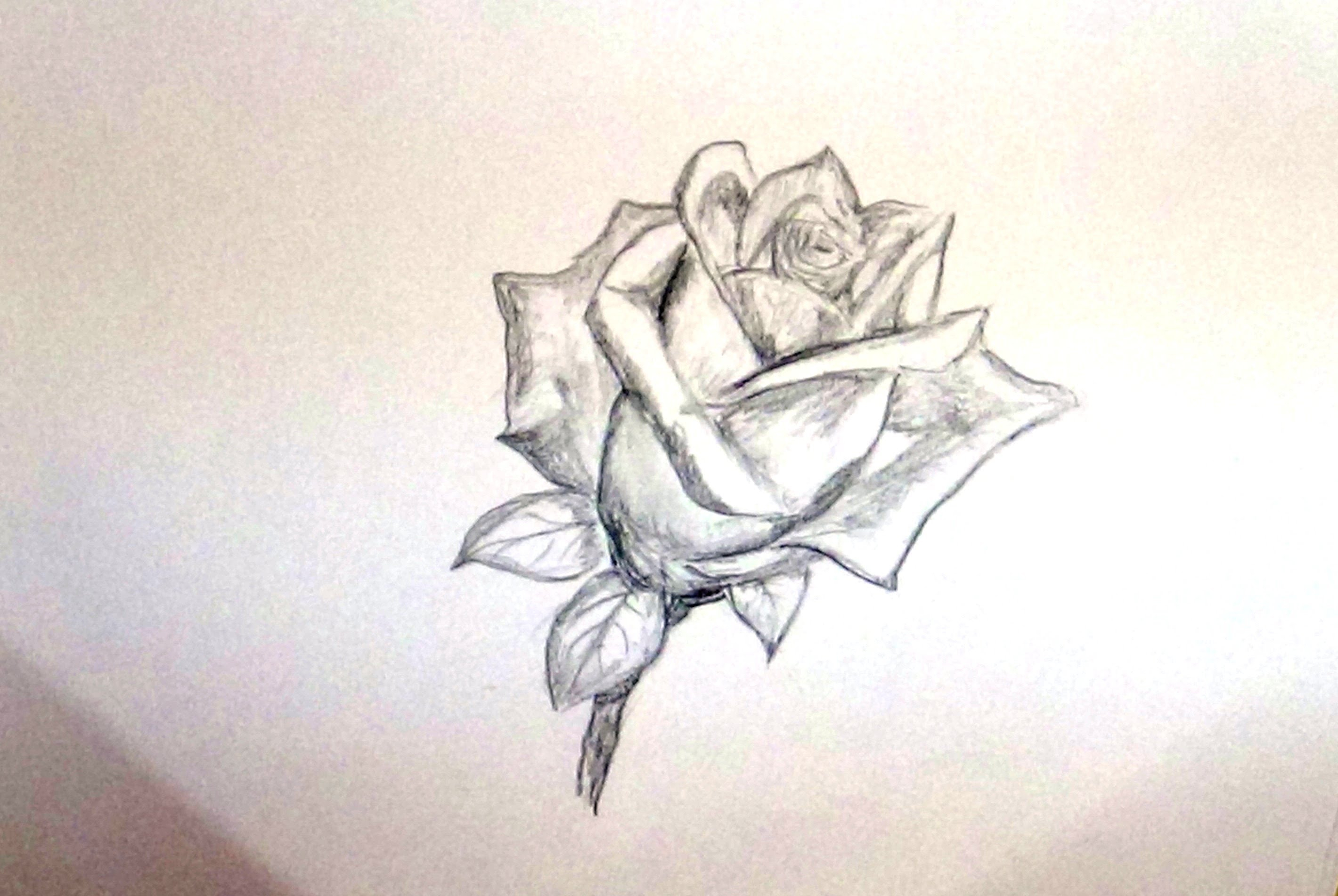 2840x1903 Sketch Draw For Beginner How To Draw A Rose Flower Sketch A Rose