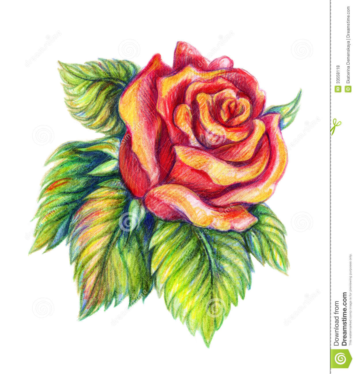 1236x1300 Beautiful Colour Pencil Sketches Of Roses 25 Beautiful Rose
