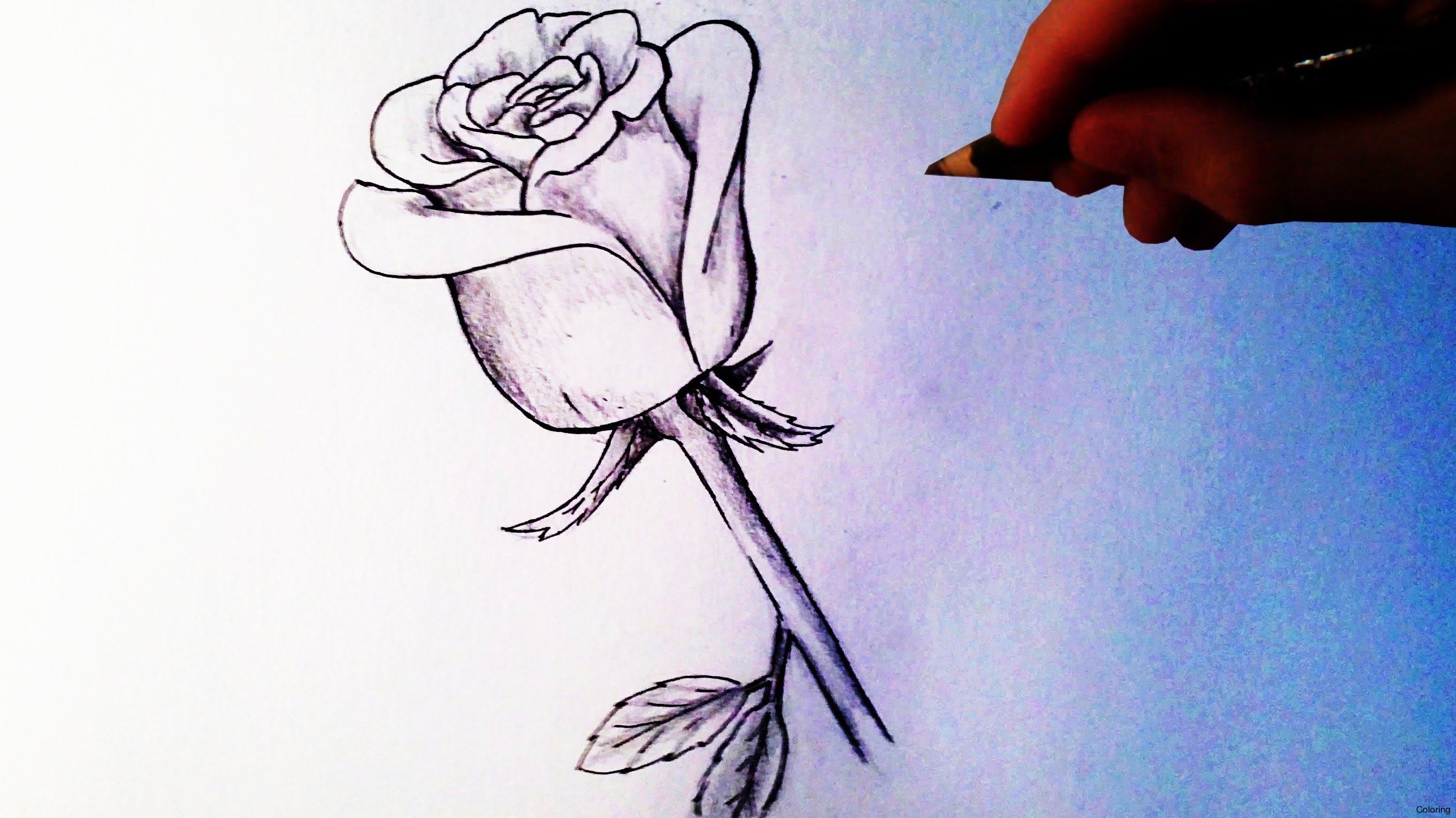 2704x1519 Maxresdefault Easy To Draw Roses Coloring How A Rose Flower Step