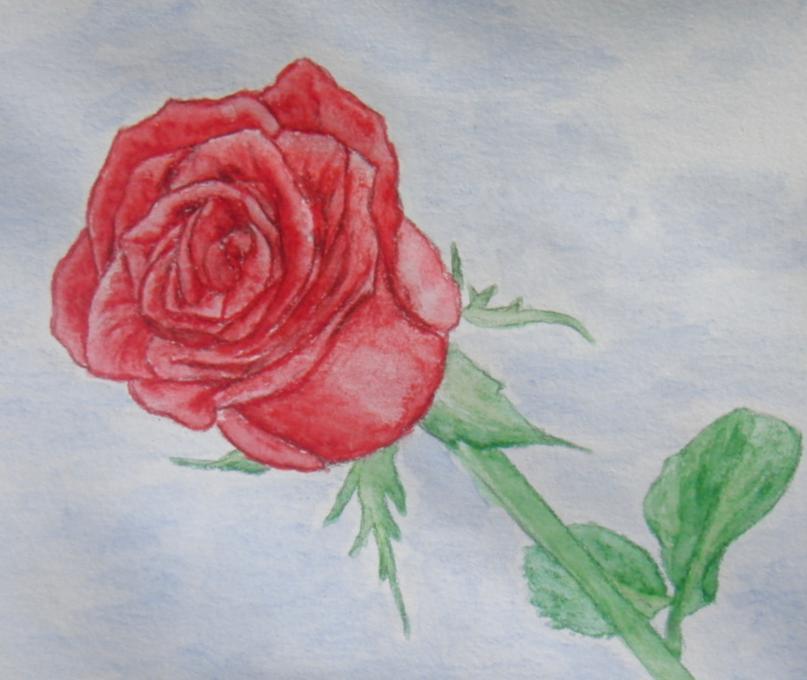 807x680 Rose. Flowers. Drawings. Pictures. Drawings Ideas For Kids. Easy