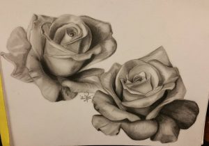 300x210 Realistic Rose Pencil Sketches Roses Pencil Sketches Best Rose