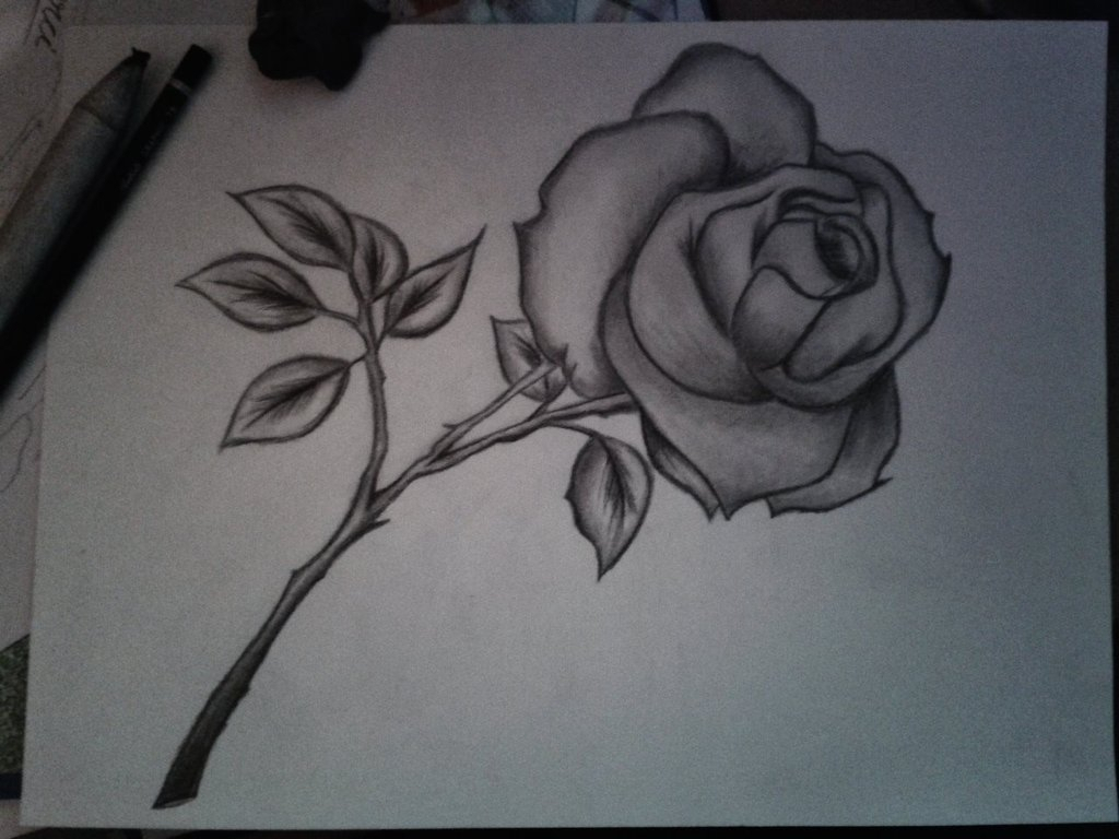 1024x768 Rose Pencil Sketch Photos Beautiful Rose Pencil Sketch Image How