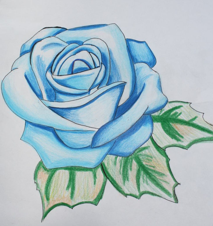 730x774 Rose Drawings , Art Ideas Design Trends