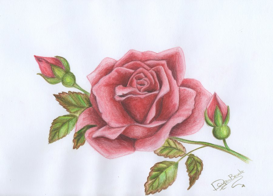 900x648 Drawing Red Rose By Littlefantasydragon