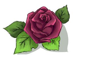 300x200 How To Draw A Beautiful Rose