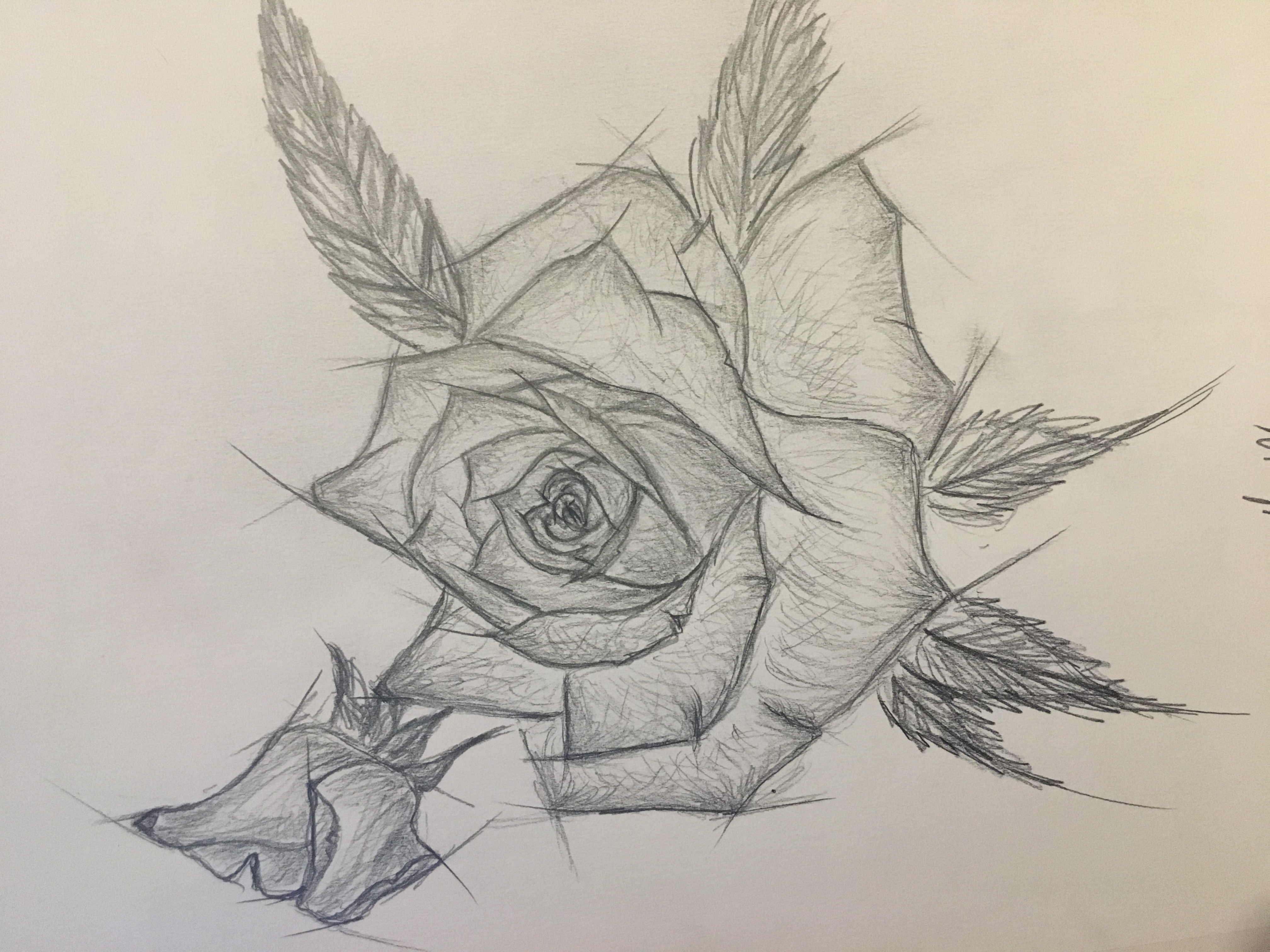 4032x3024 Sketchstyl Rose