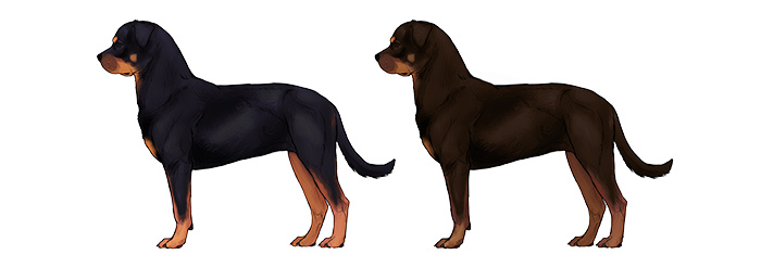 700x246 How To Draw A Dog Details Make The Difference