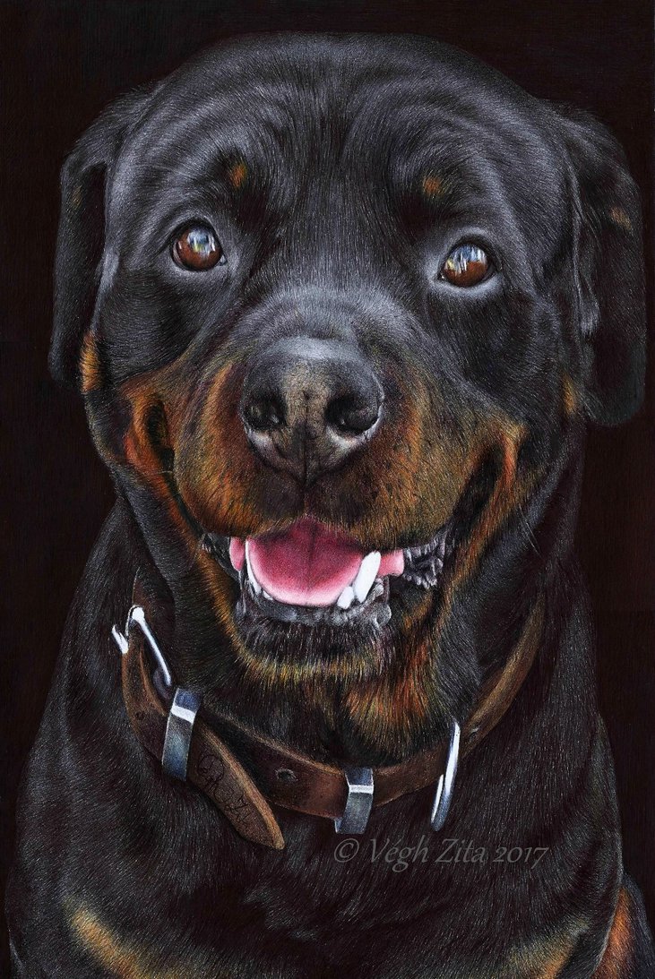 731x1093 Rottweiler Ballpoint Pen Drawing By 22zitty22