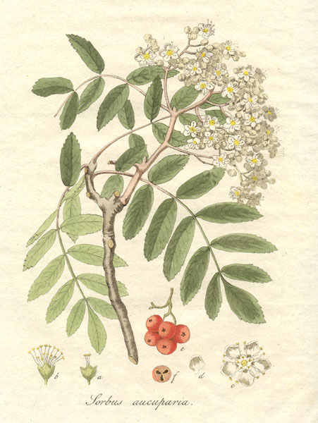 451x600 Pin By Sarah On Botanical Rowan, Botanical