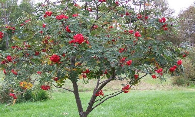 644x389 The Rowan Tree The Wytchen Wood Wytchenwood