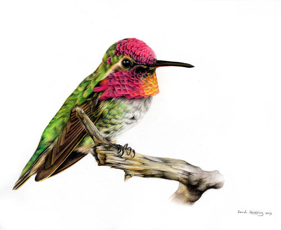 900x737 Hummingbird Colour Pencil Drawing Painting By Sarah Stribbling