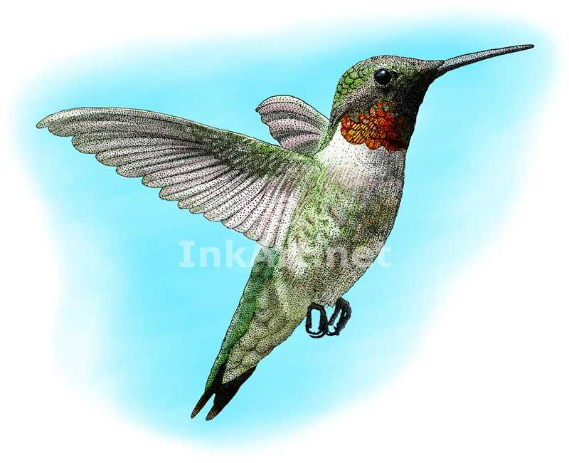 800x650 Ruby Throated Hummingbird Stock Art Illustration
