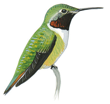 Ruby Throated Hummingbird Drawing at GetDrawings | Free download