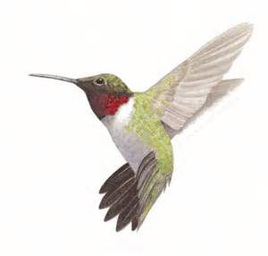 300x286 Hummingbird Drawings