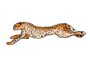 300x200 How To Draw A Cheetah Running