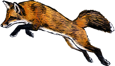 400x229 Red Fox Silvercrossfox