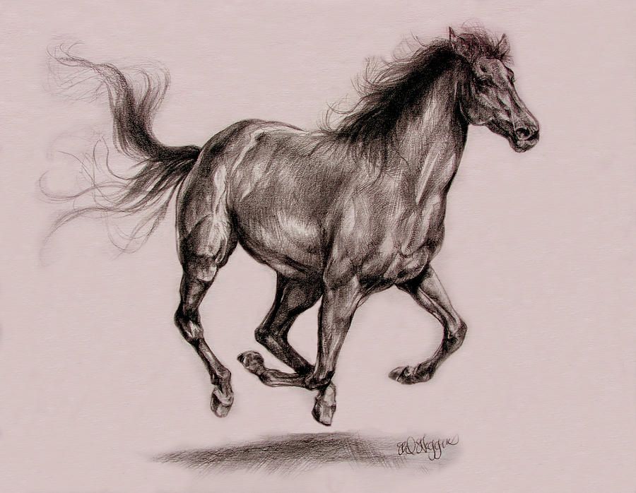 Running Horse Drawing at GetDrawings Free download