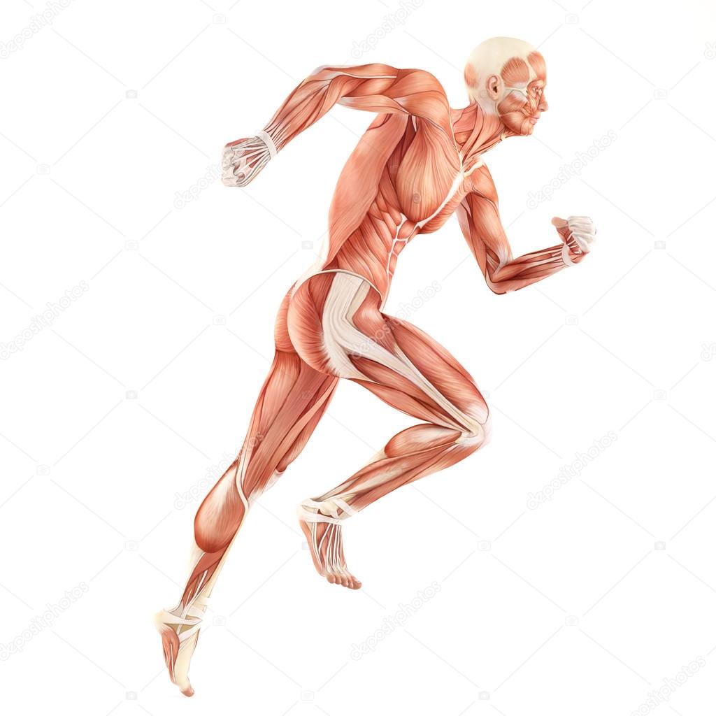1024x1024 Running Man Muscles Anatomy System Isolated On White Background