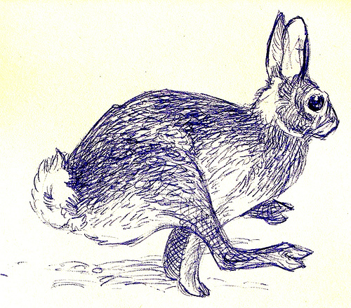 Running Rabbit Drawing at GetDrawings | Free download