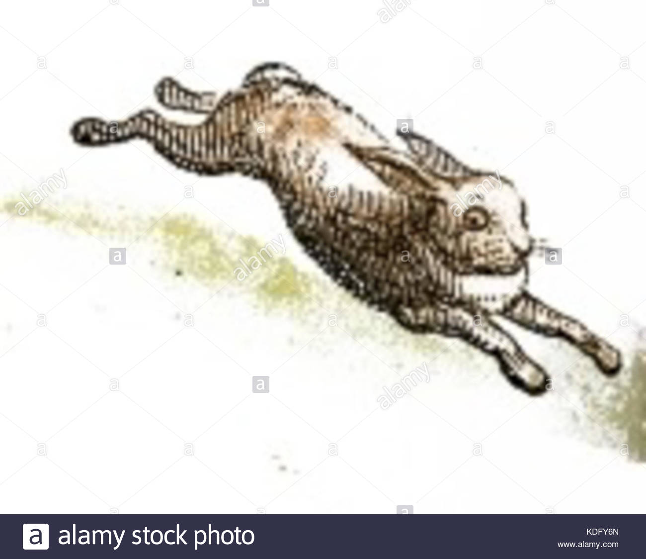 1300x1124 Running Rabbit Drawing Stock Photo, Royalty Free Image 163234477