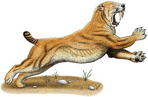 300x198 Sabertooth Cat Photographs Fine Art America
