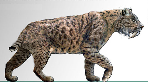 600x333 Sabre Tooth Cat