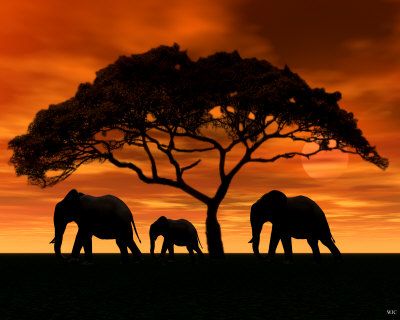 400x320 Elephants Under A Acacia Tree