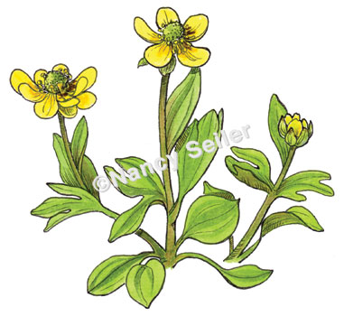 381x350 Sagebrush Buttercup, Ranunculus Glaberrimus Nancy Seiler