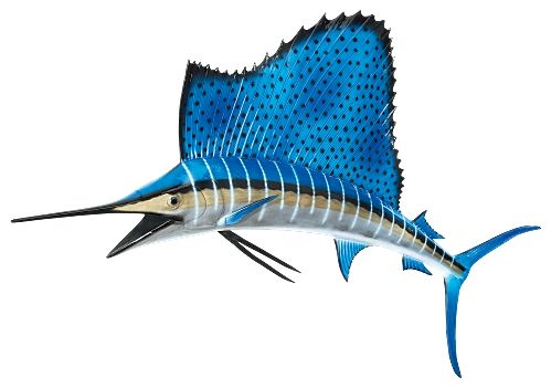 499x351 Sailfish Drawing Photo And Wallpaper. Cute Sailfish Drawing Pictures