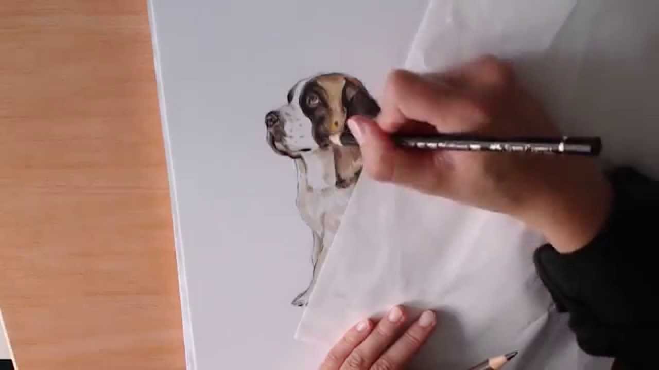 1280x720 How I Draw St. Bernard