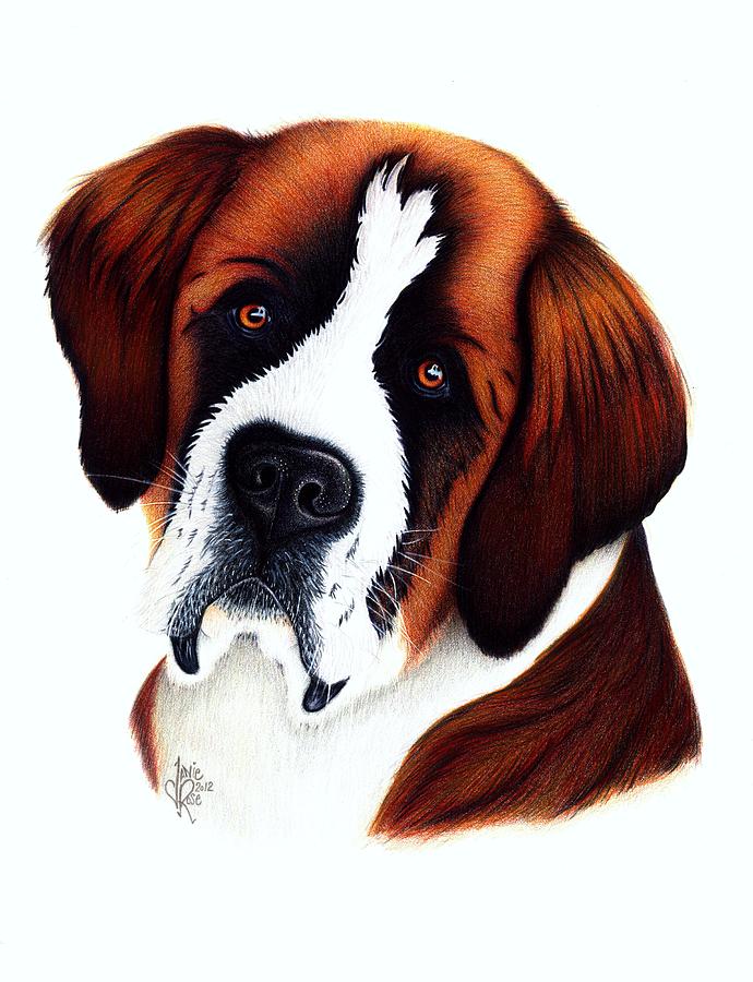 690x900 St. Bernard Drawing By Danielle R T Haney