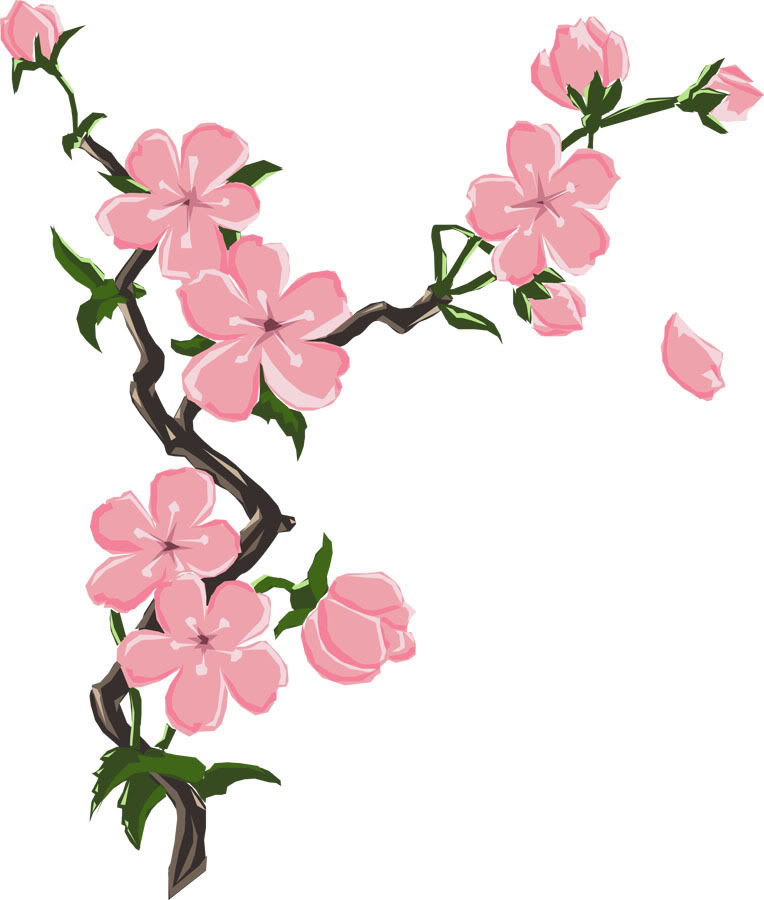 764x900 Drawn Cherry Blossom Sakura Flower Pencil And In Color Drawn How