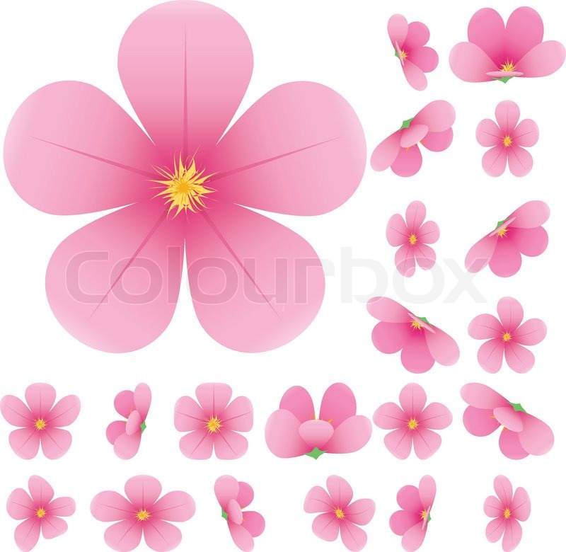 800x780 Cherry Blossom, Flowers Of Sakura, Set, Pink, Flowers Collection