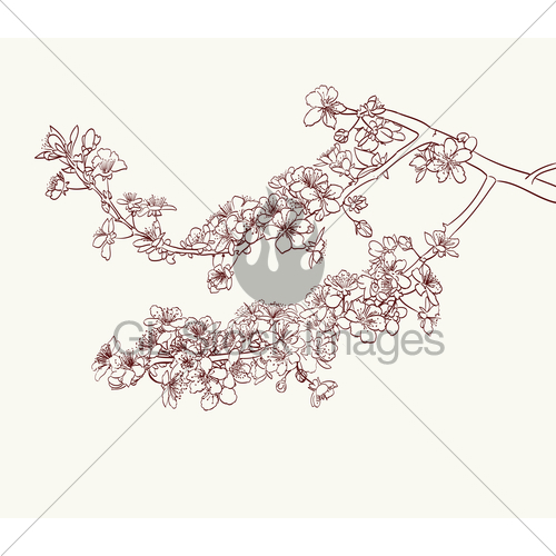 Sakura Flowers Drawing at GetDrawings | Free download