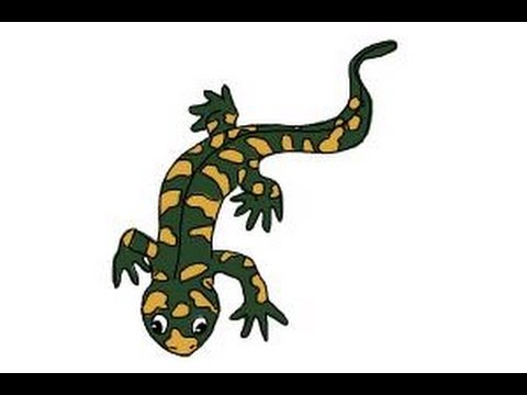 480x360 How To Draw A Salamander