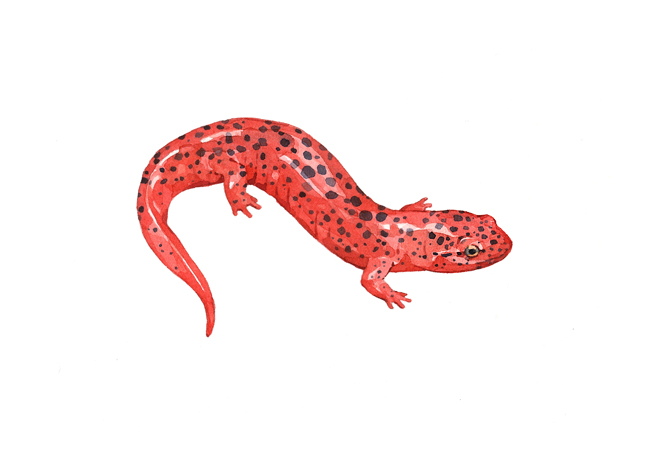 667x460 Northern Red Salamander Illustration David Scheirer Watercolors