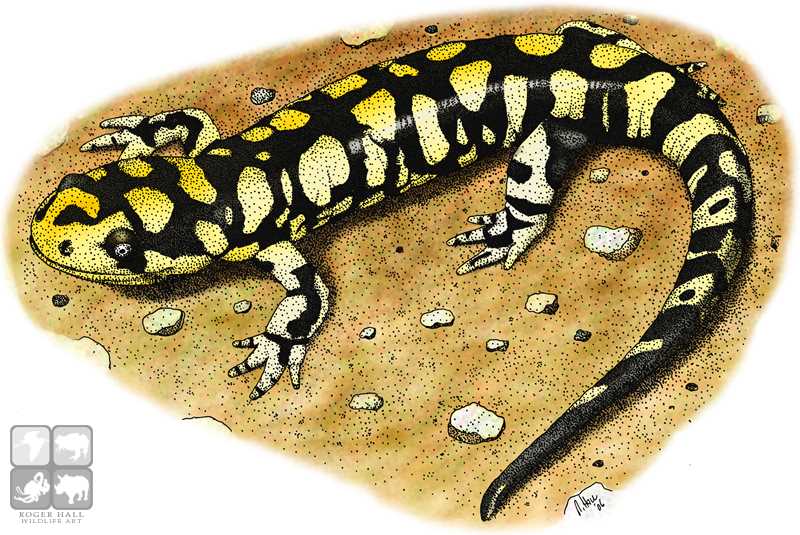 800x535 Tiger Salamander Stock Art Illustration