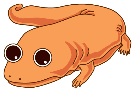 526x357 Giant Salamander Keeve Neo