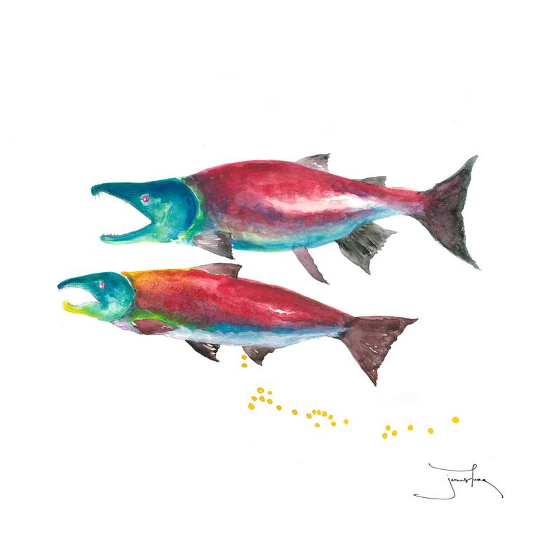 770x770 Saatchi Art The Fascinating Life Cycle Of Salmon Drawing By James