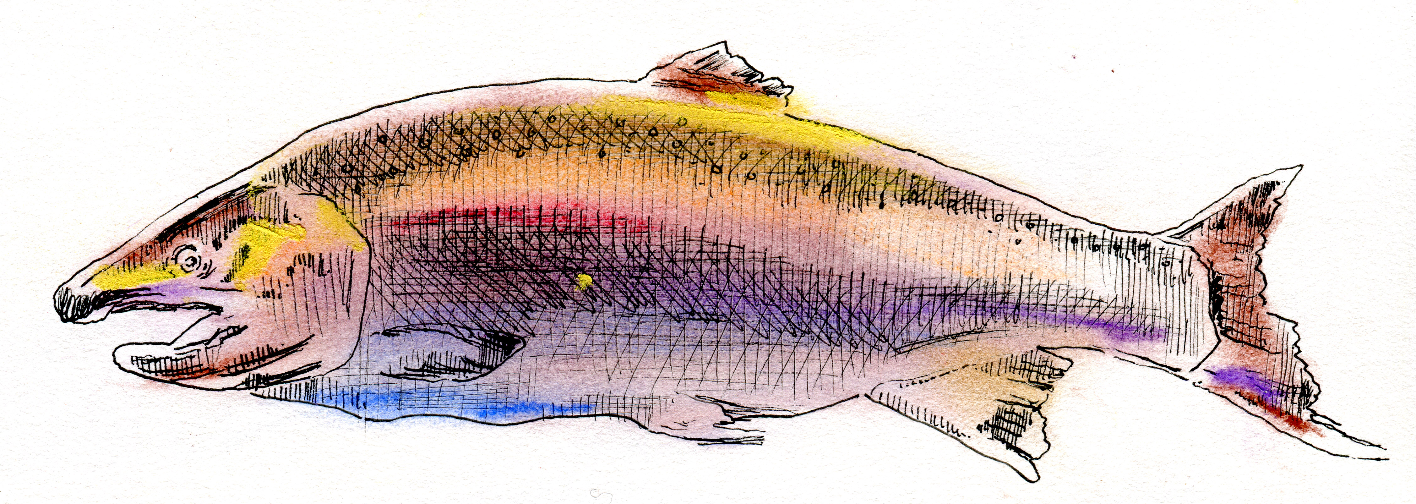 4508x1604 Salmon Shapes And Spaces