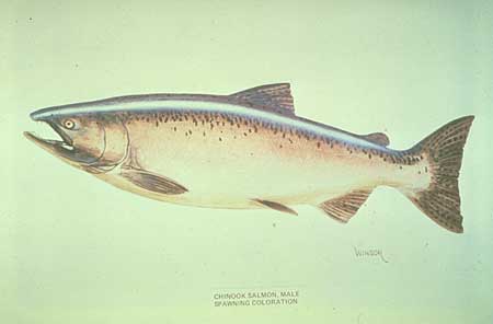 450x296 Alaska Wildlife, King Salmon Drawing