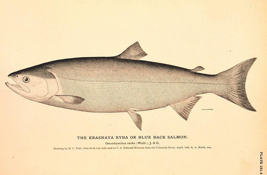900x589 The Krasnaya Ryba Or Blue Back Salmon Drawing By Brian Long
