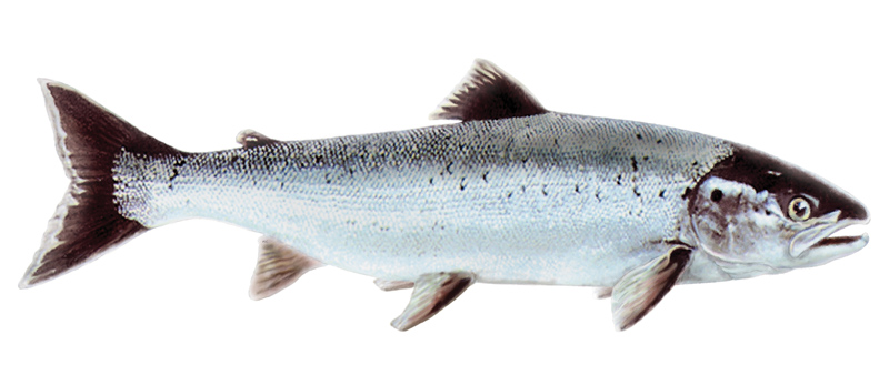 800x329 Drawing Of A Fish Atlantic Salmon