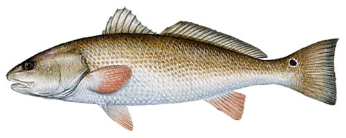 500x200 Red Drum Or Redfish, Mississippi Saltwater Fish