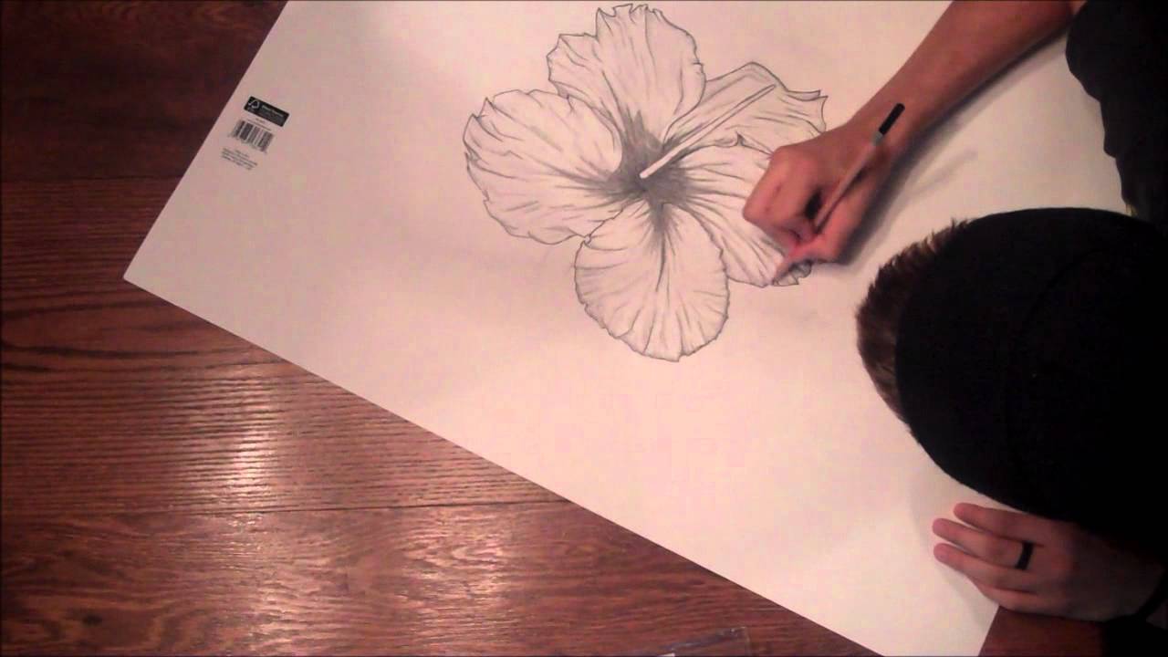1280x720 The Hibiscus Flower A Drawing